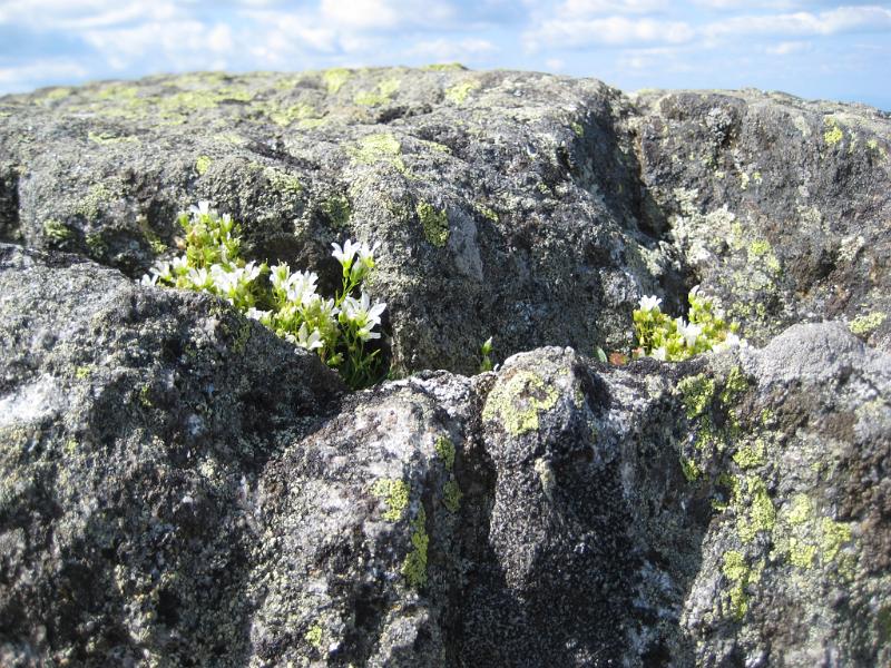 GooseEye-d (12).JPG